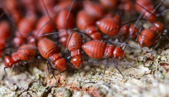 termite