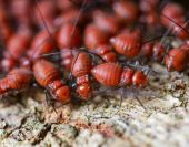 termite
