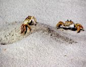 crabs