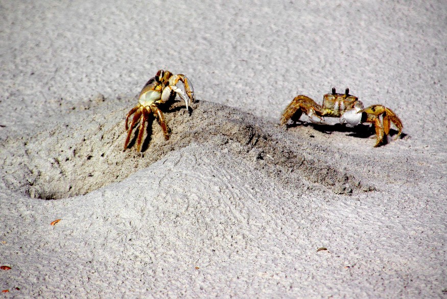 crabs