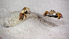 crabs