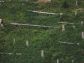 deforestation