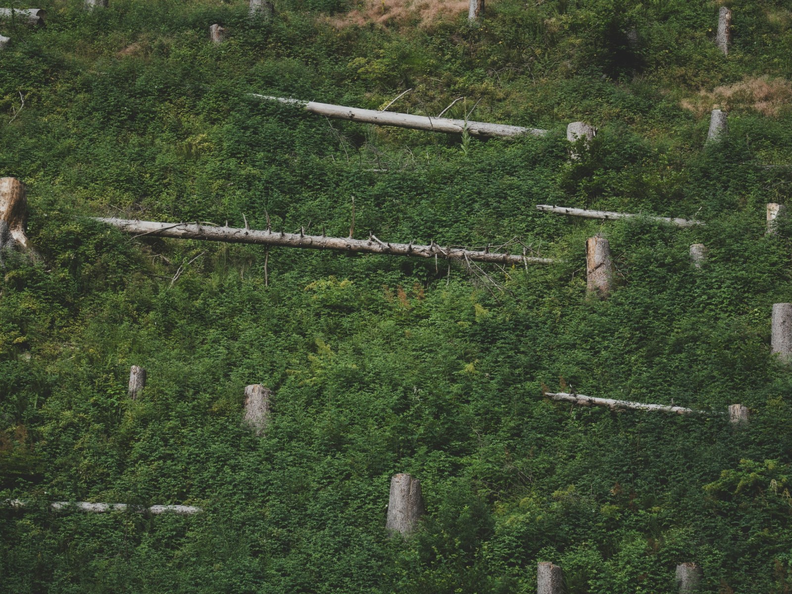 deforestation