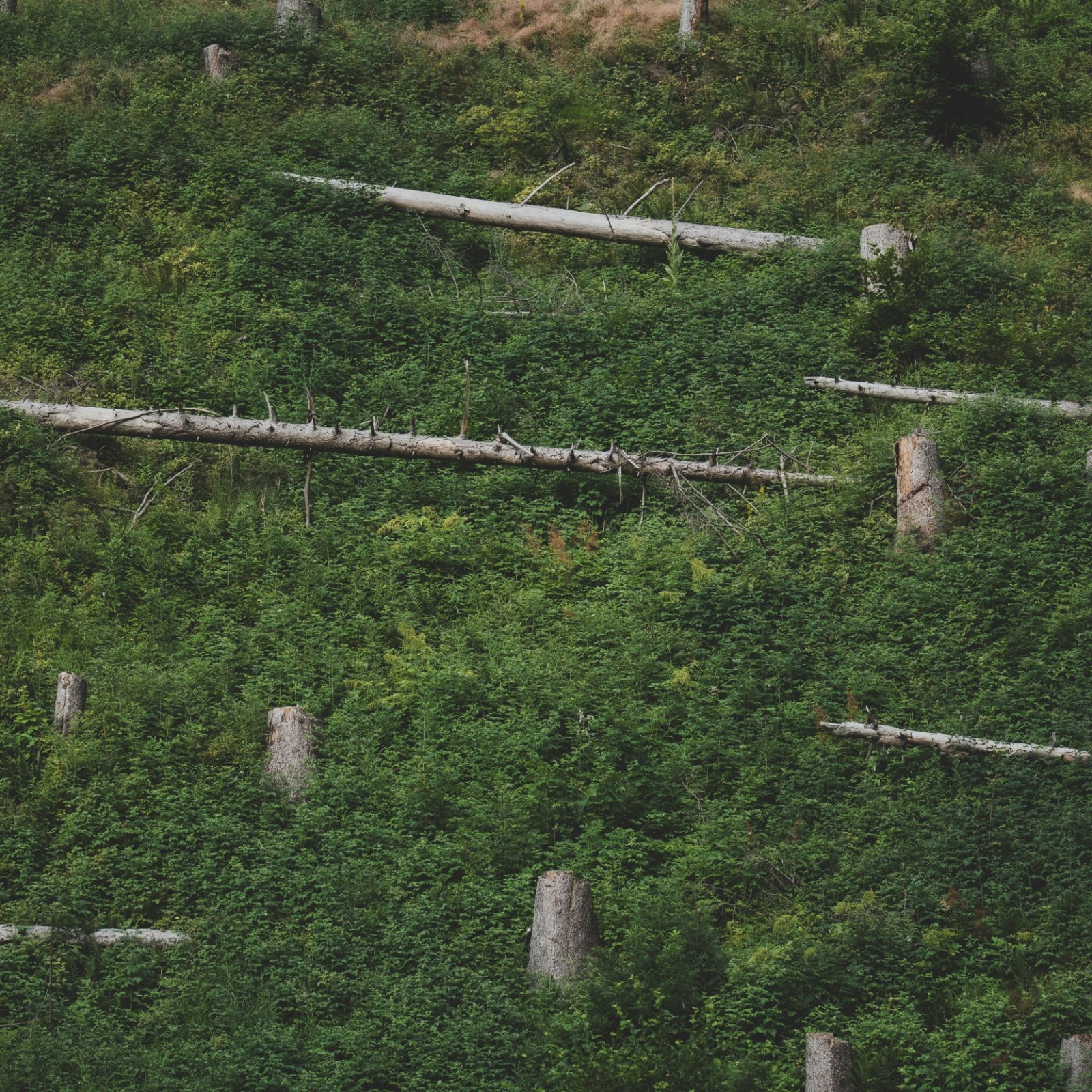 deforestation