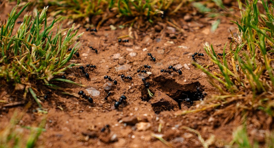ant colony