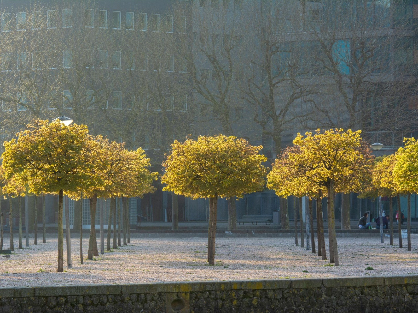 trees