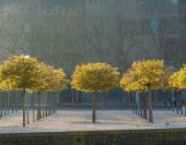 trees