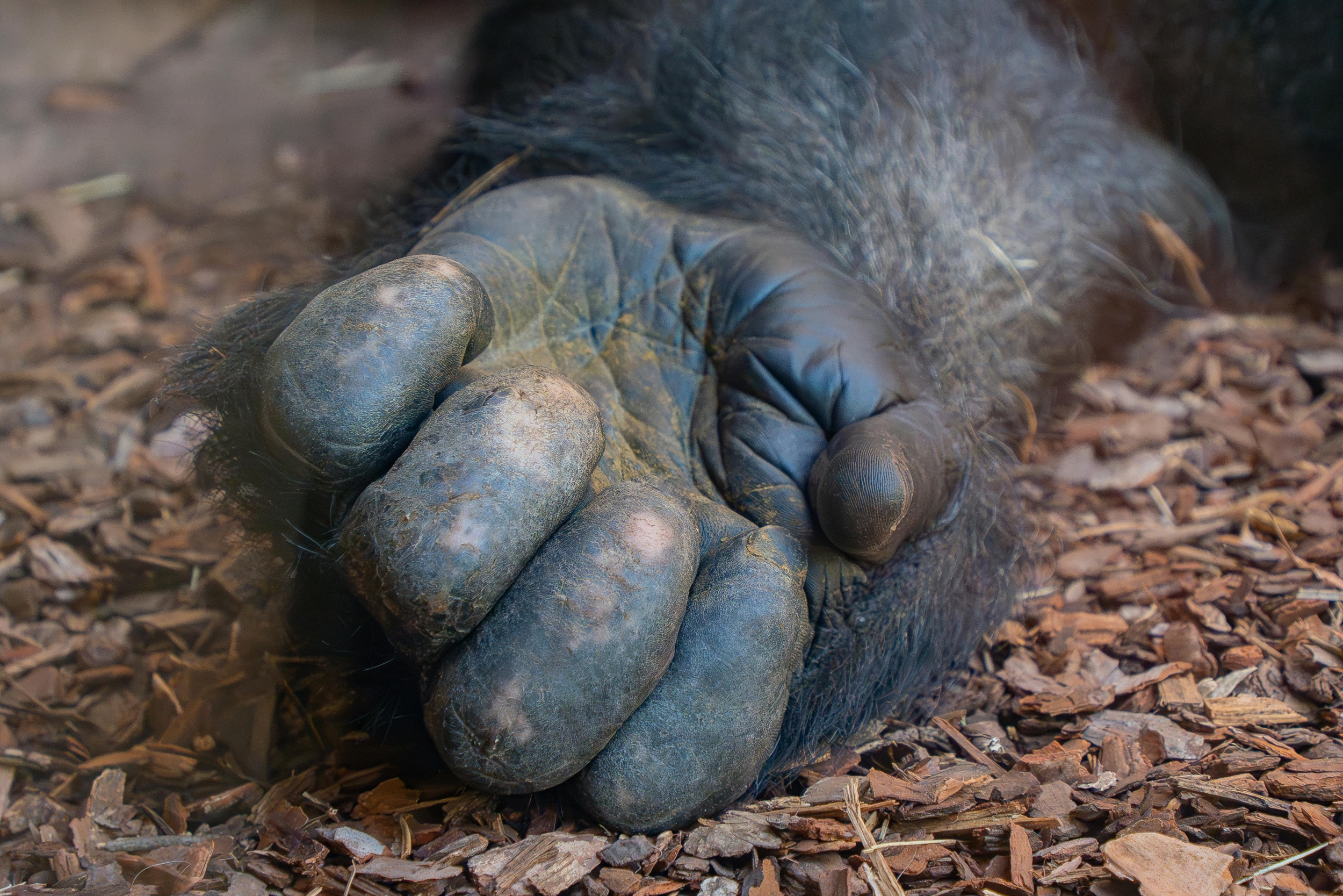 mammal hand
