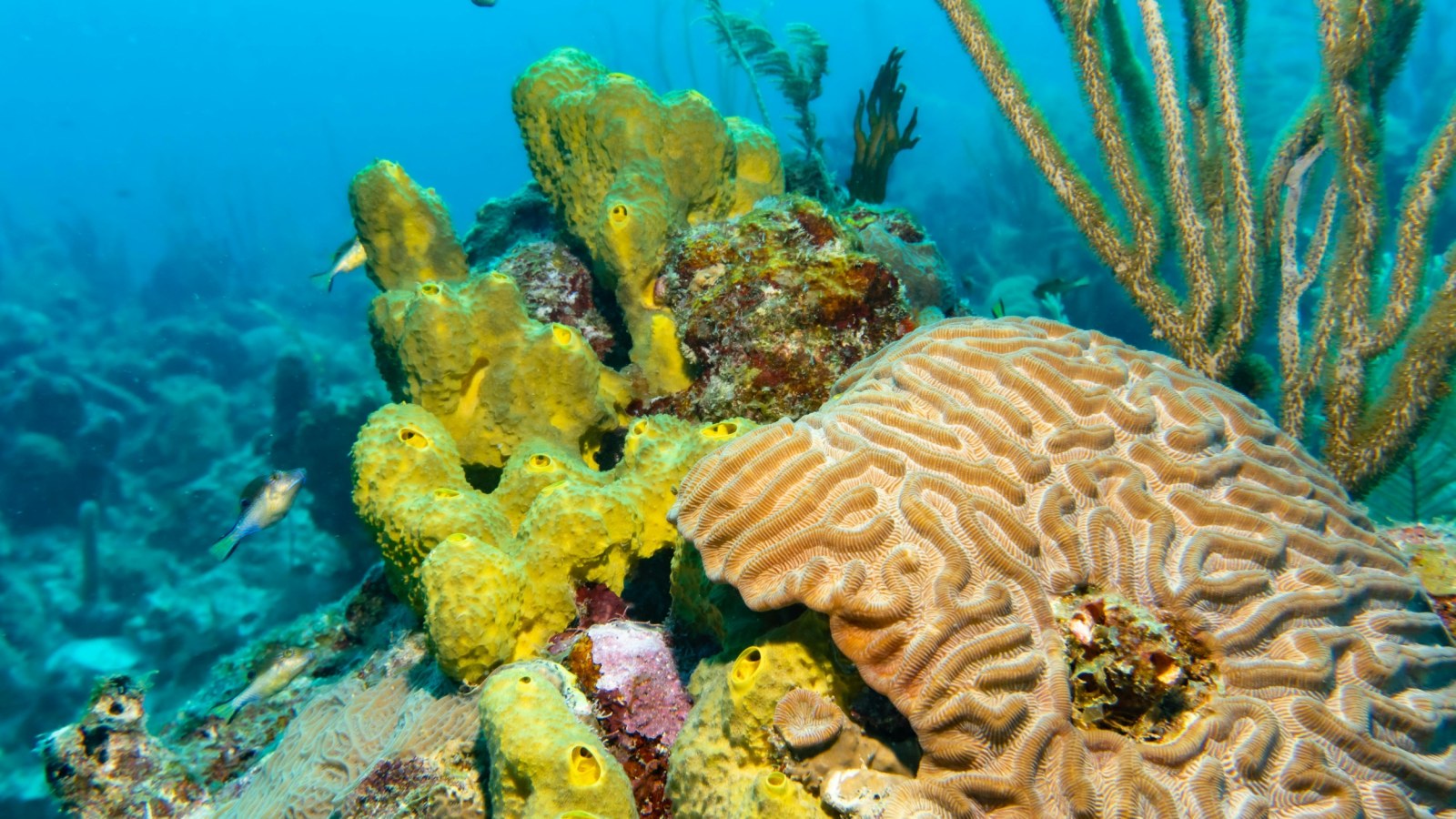 coral