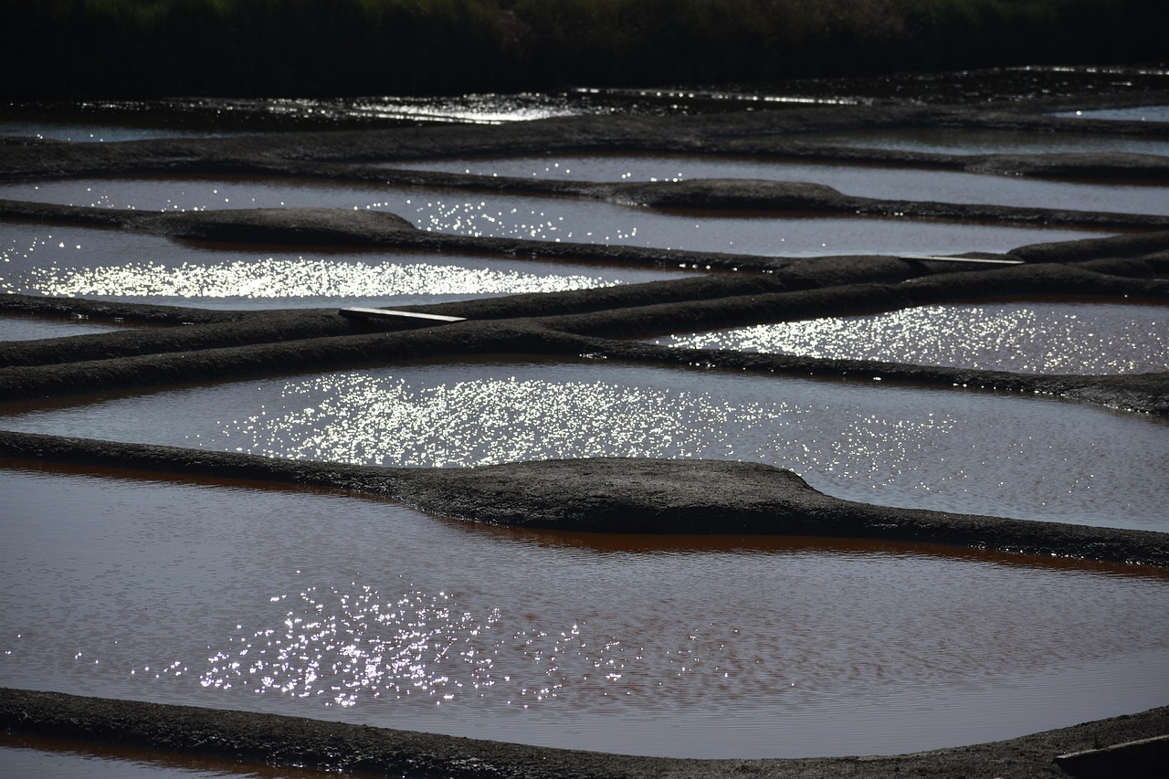 Wetland