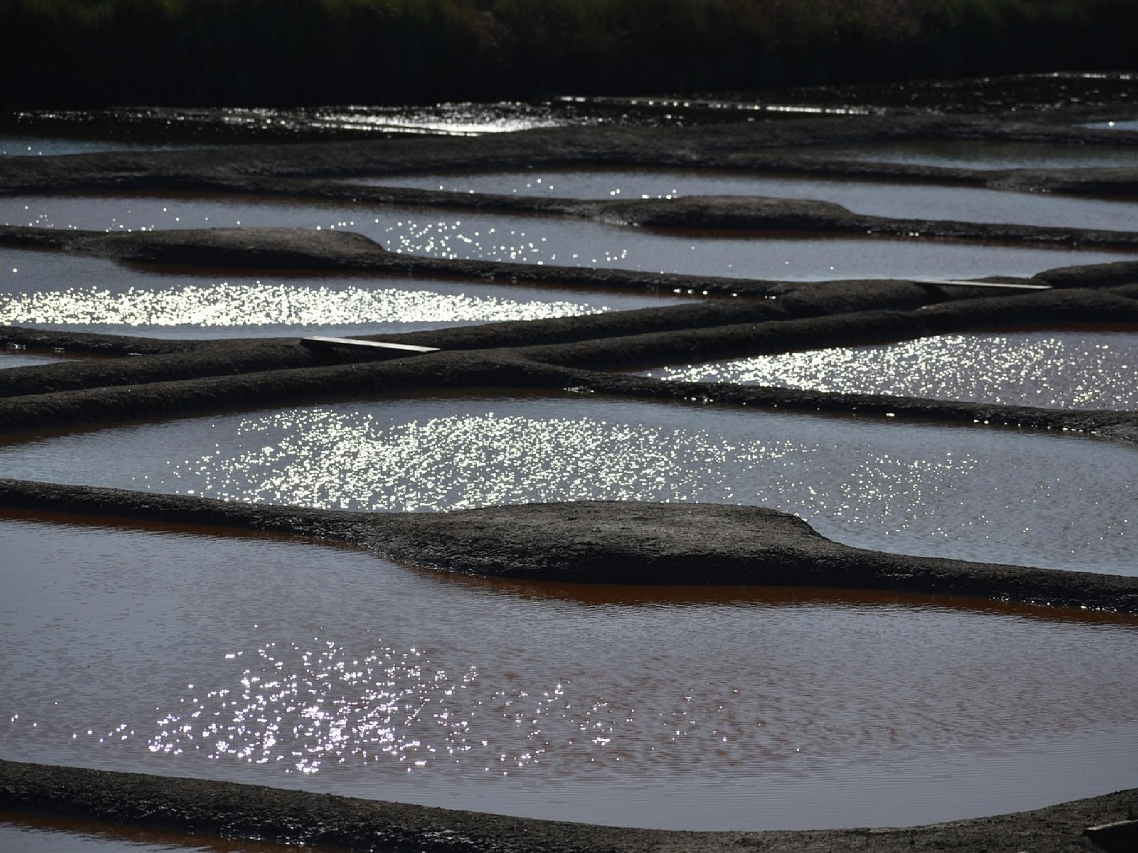 Wetland
