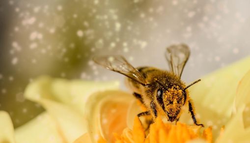 Bee