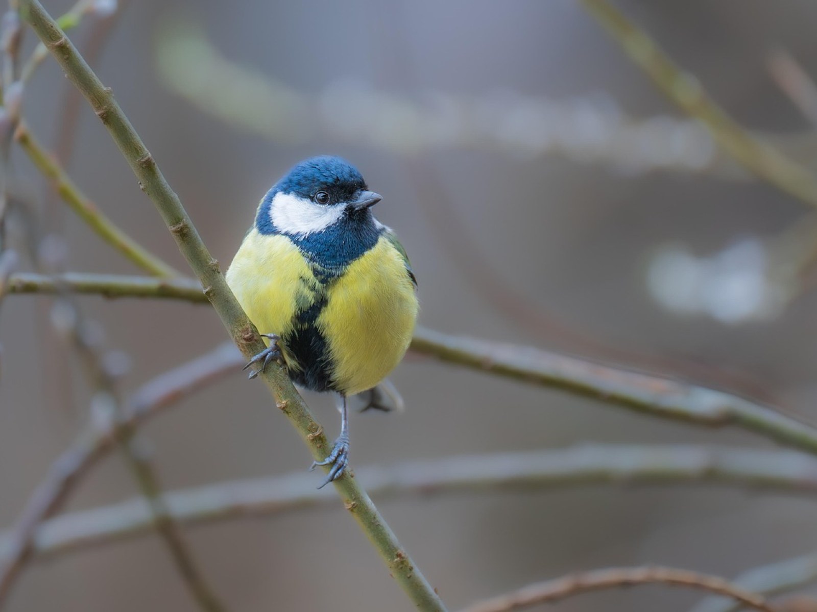 Bird