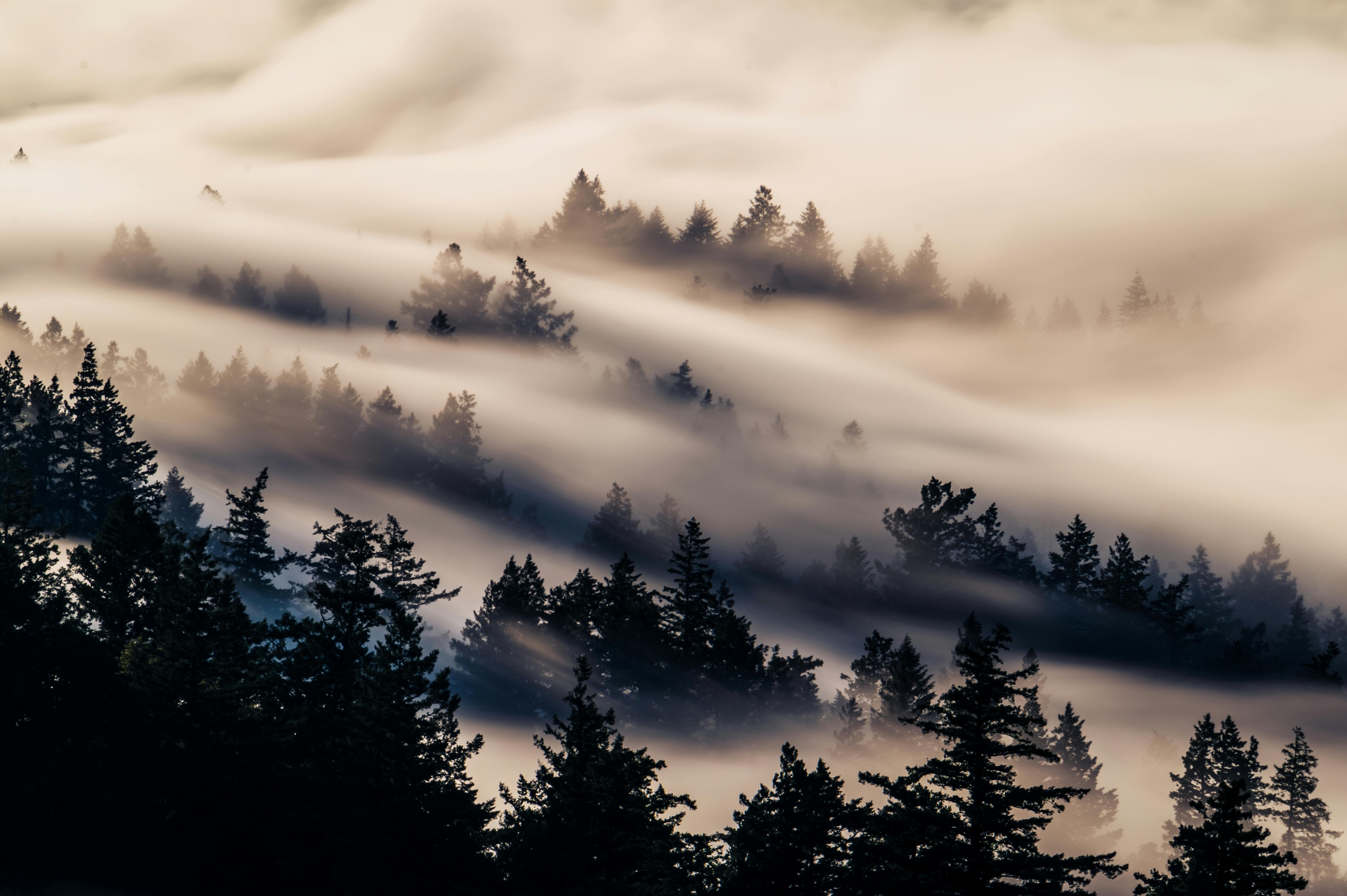 How Fog Bacteria Could Be Secretly Helping With Fog Pollution Cleanup in Earth's Atmosphere