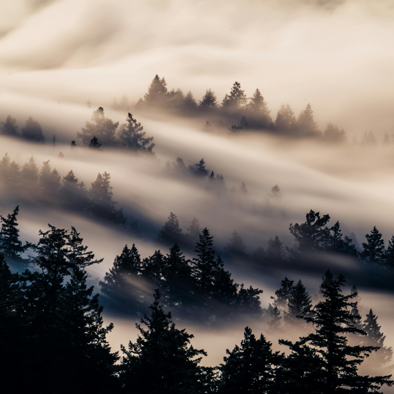 fog
