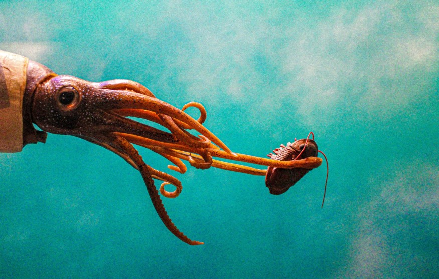 giant squid