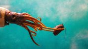 giant squid