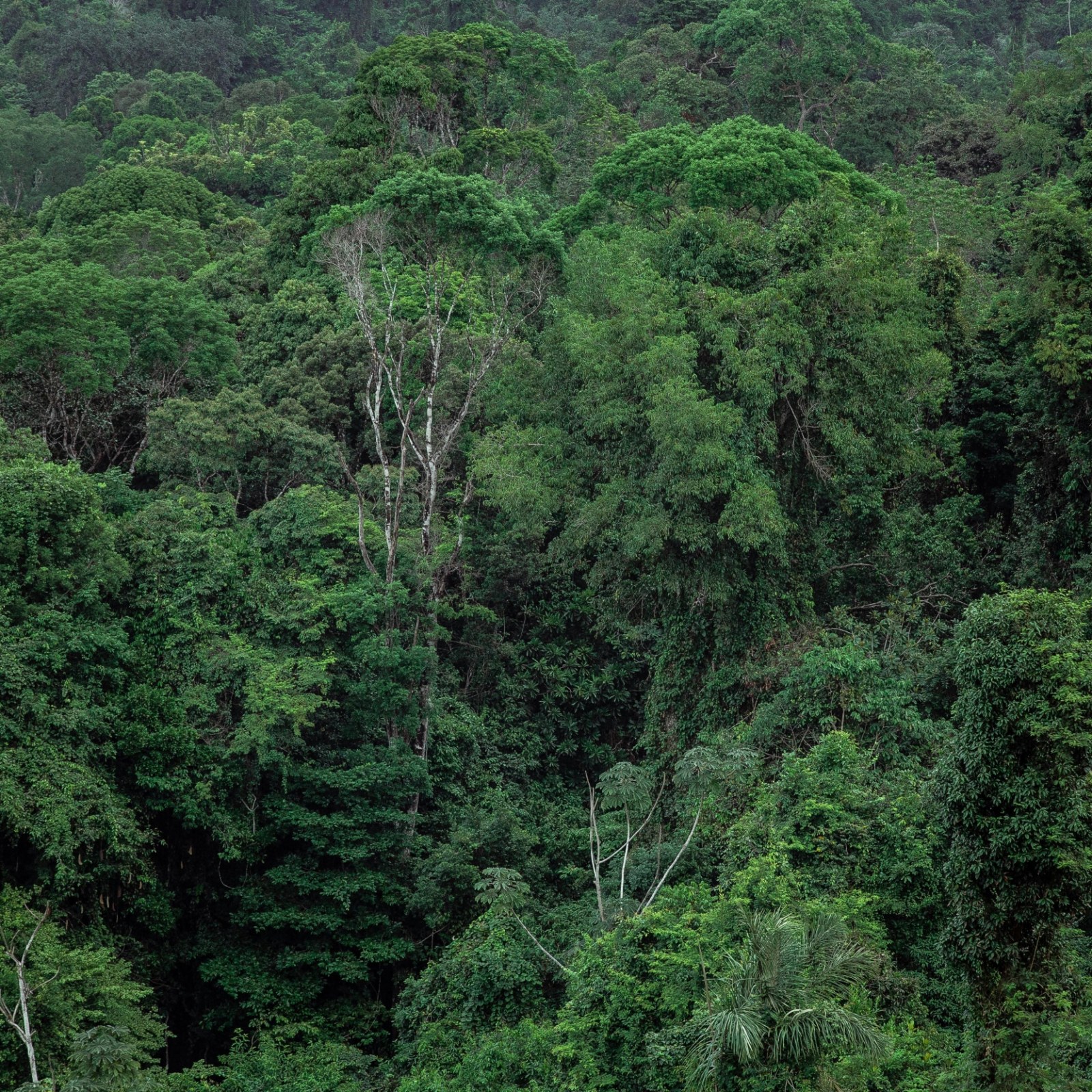 rainforest
