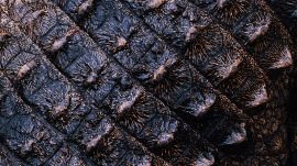 reptile skin
