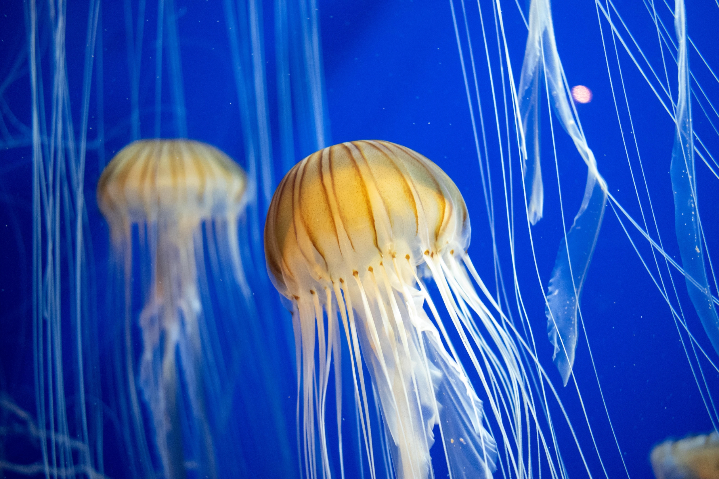 Deadly Box Jellyfish Singapore Discovery Reveals New Species Chironex blakangmati