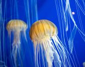 jellyfish
