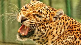 Leopard