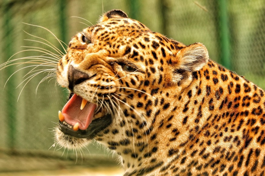 Leopard
