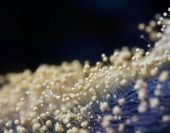 mold spores