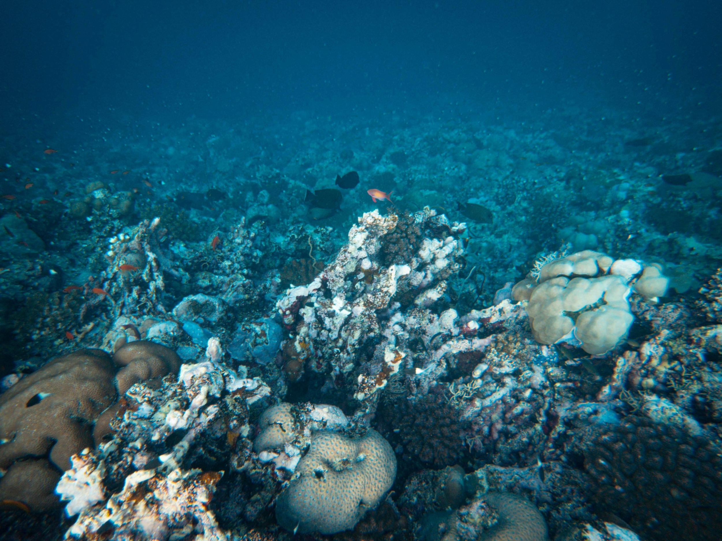 natureworldnews.com - Gio Farley - How Ocean Acidification Is Disrupting Reef Fish Social Behavior and Accelerating Coral Reef Habitat Loss