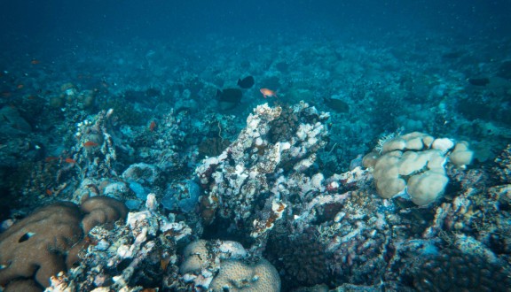 coral reef