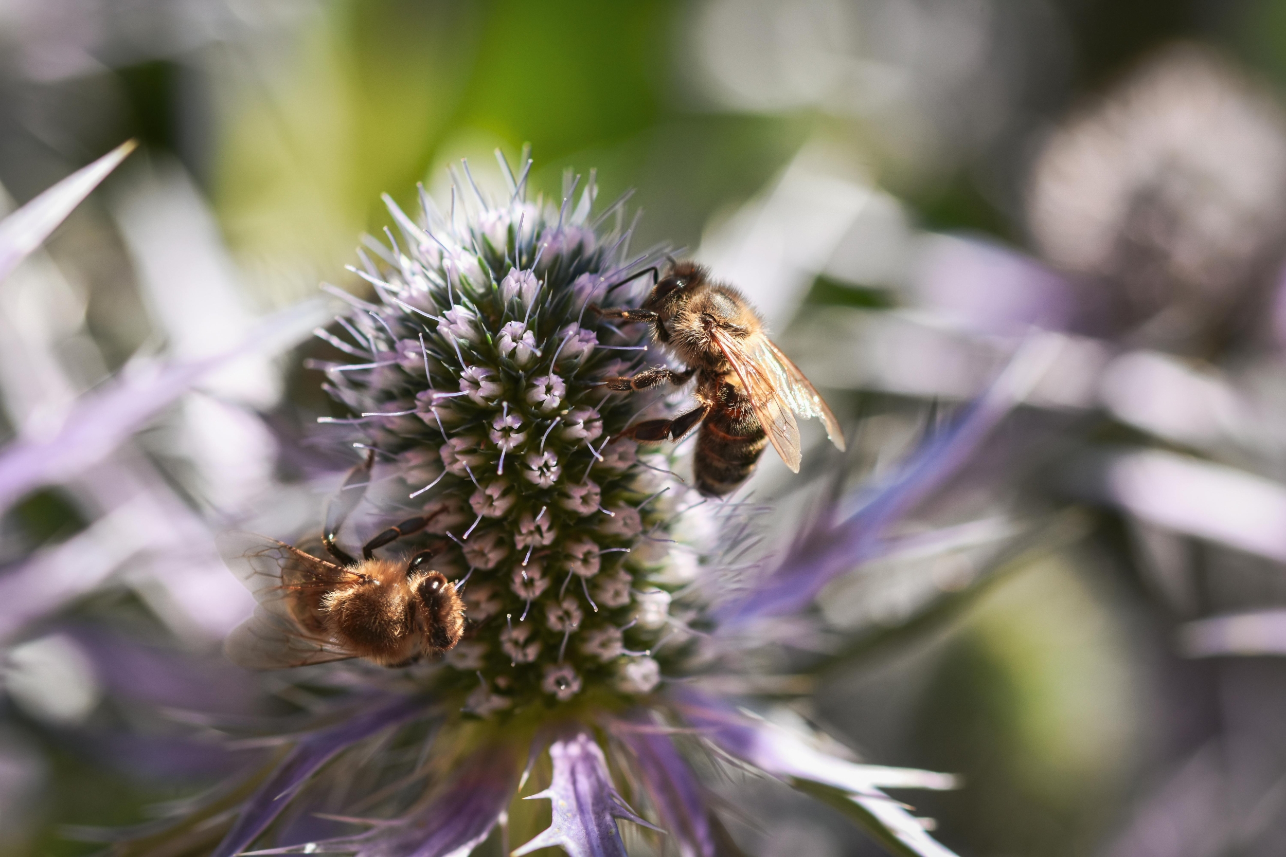 bees