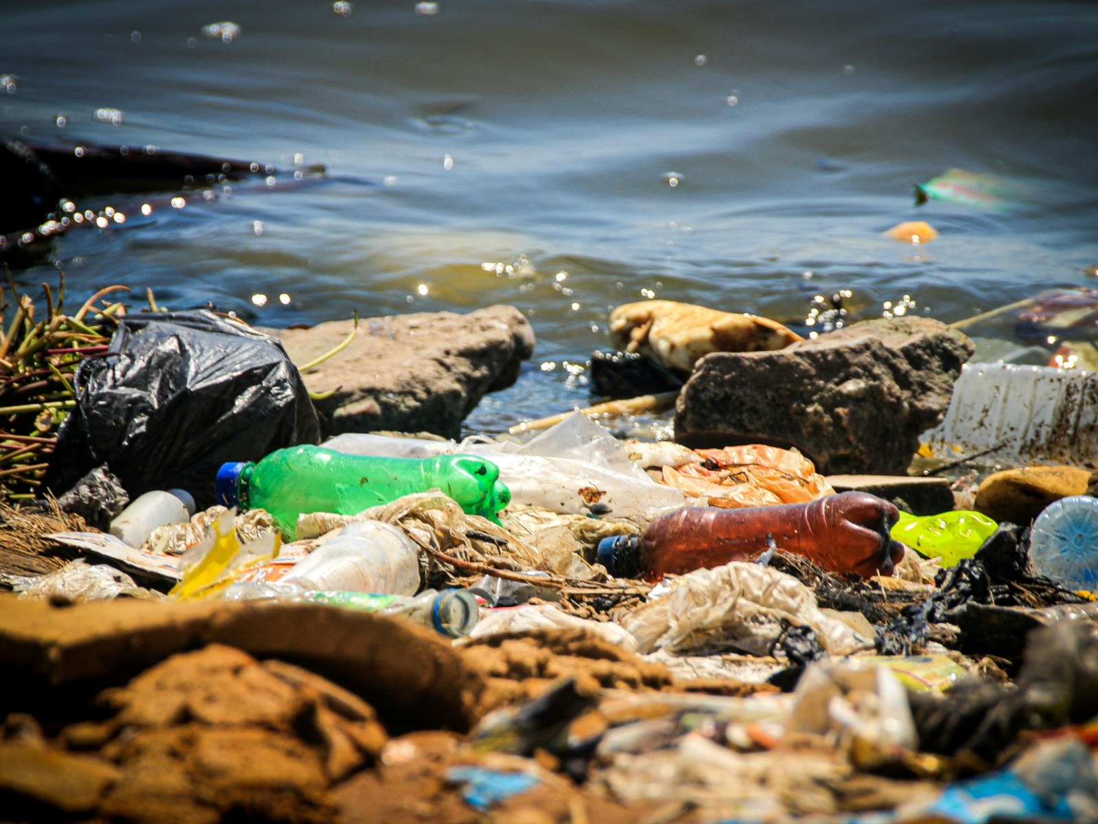natureworldnews.com - Gio Farley - Food and Drink Packaging Waste Drives Coastal Plastic Pollution Worldwide