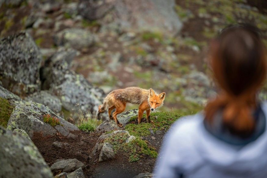fox