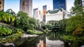 New York City Wildlife Under Pressure as Climate Stressors Alter