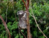 Koalas