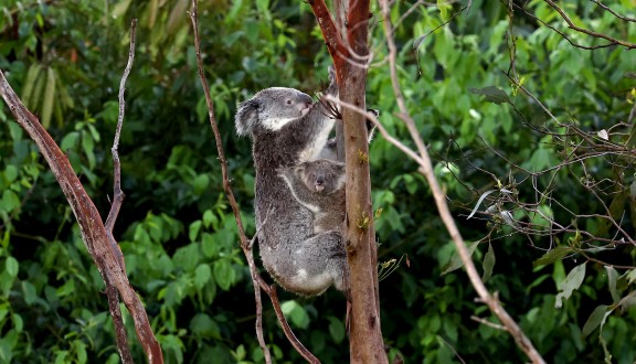 Koalas