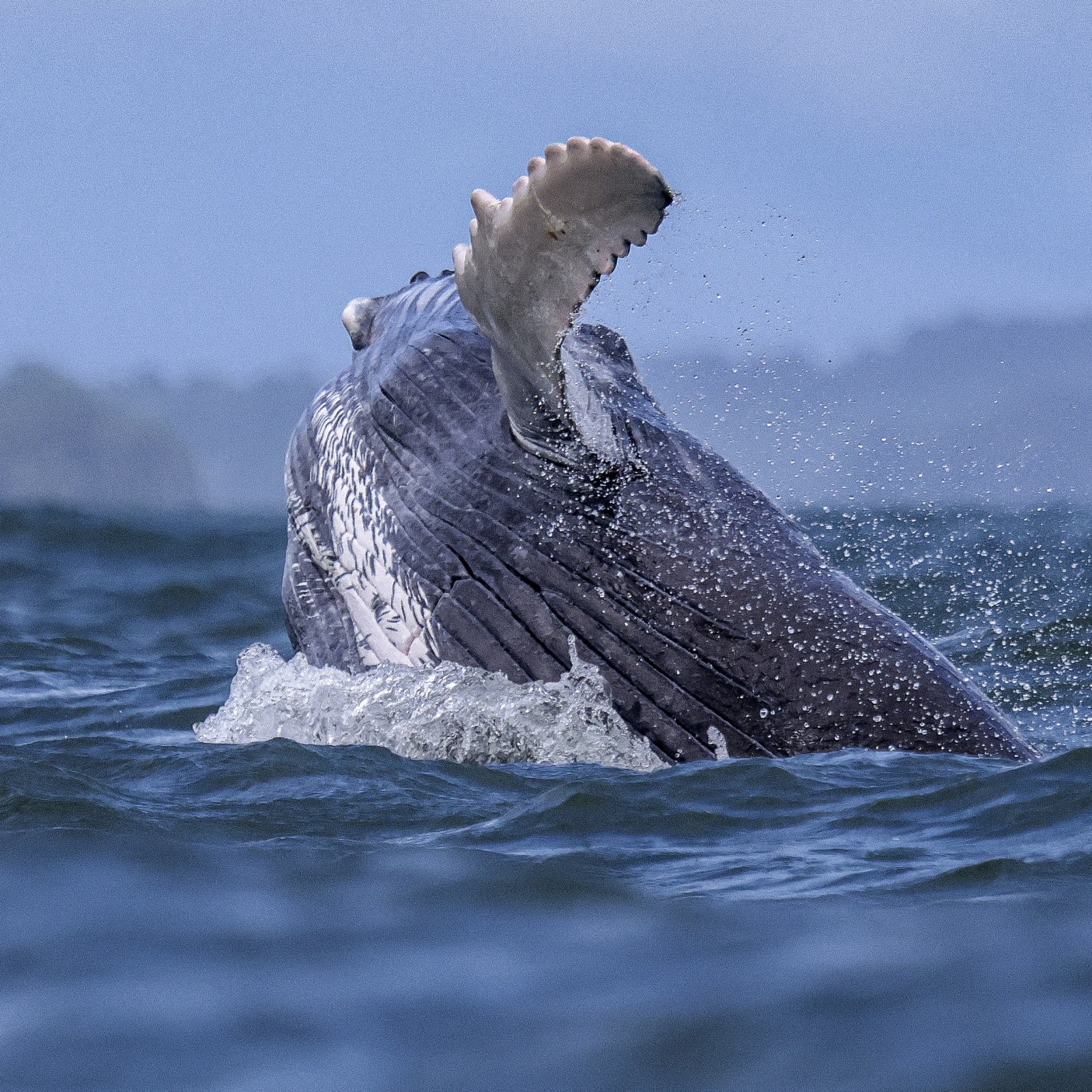 Humpback Whale