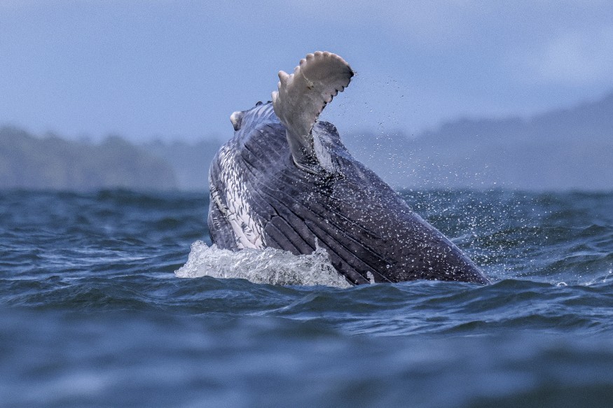 Humpback Whale