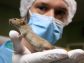 Scientists Borrow a Wrinkled Rodent's Longevity Secret