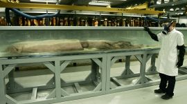 Giant Squid