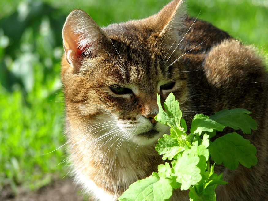 Your Cat’s Favorite Plant Could Help Fight One of the World’s Deadliest Diseases