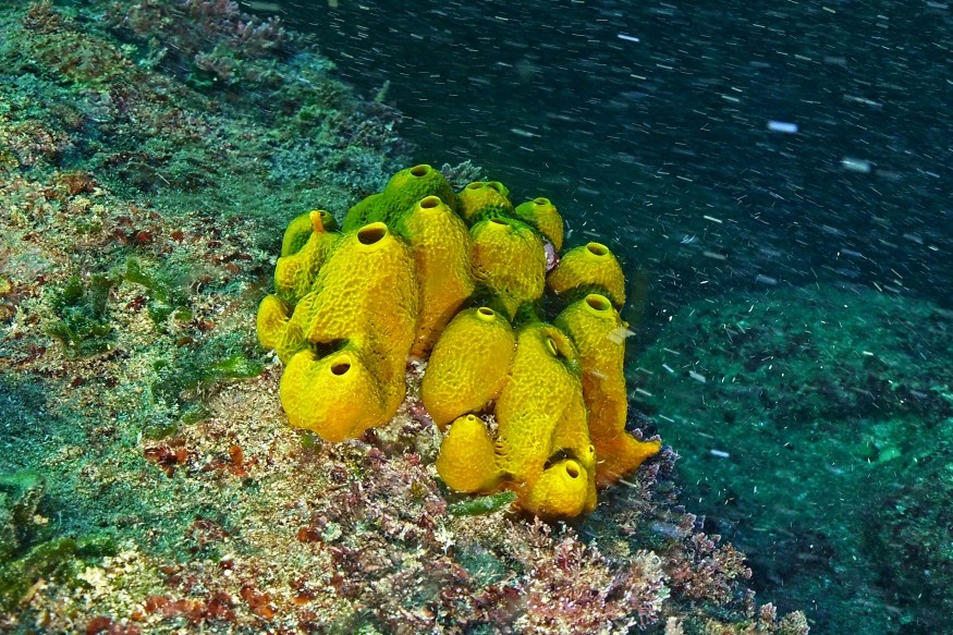 Earth May Have Hit the 1.5°C Climate Warning Line Years Earlier Than Scientists Thought, Ancient Sea Sponges Suggest