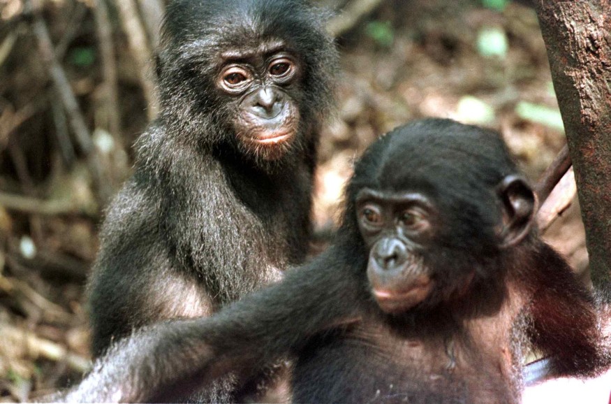 Hidden in Plain Sight? Rare Orange-Lipped Monkey Finally Steps Out of Congo’s Forest Canopy After Decades of Mystery