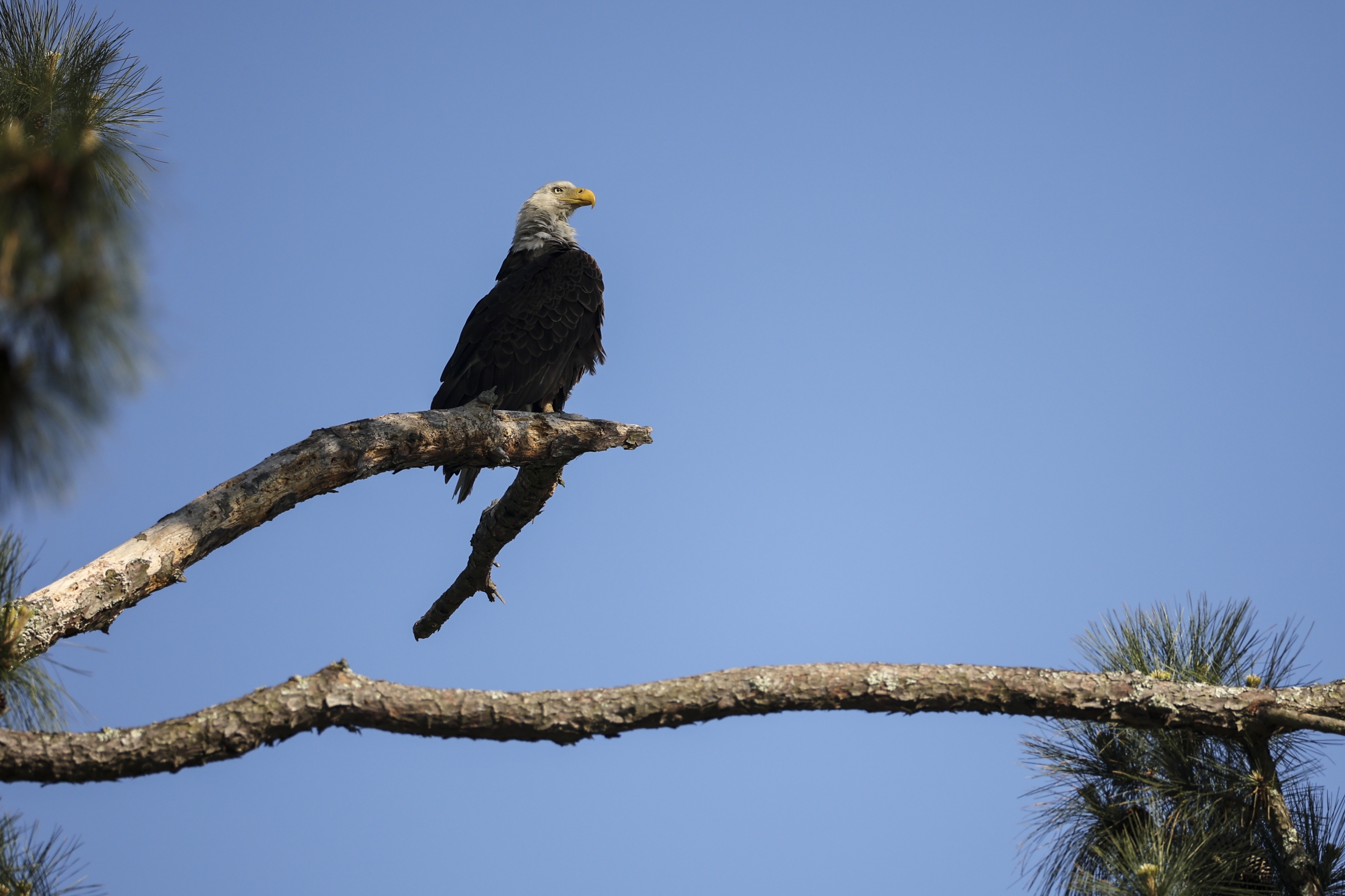 Beloved Bald Eagle Jackie s Mysterious Collapse Sparks New Questions Beloved Bald Eagle Jackie s Mysterious Collapse Sparks New Questions