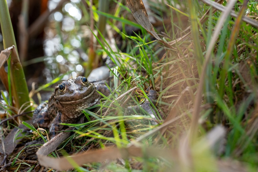 A New Ice Age Toad Species Sat in a Los Angeles Museum Collection Since 1929
