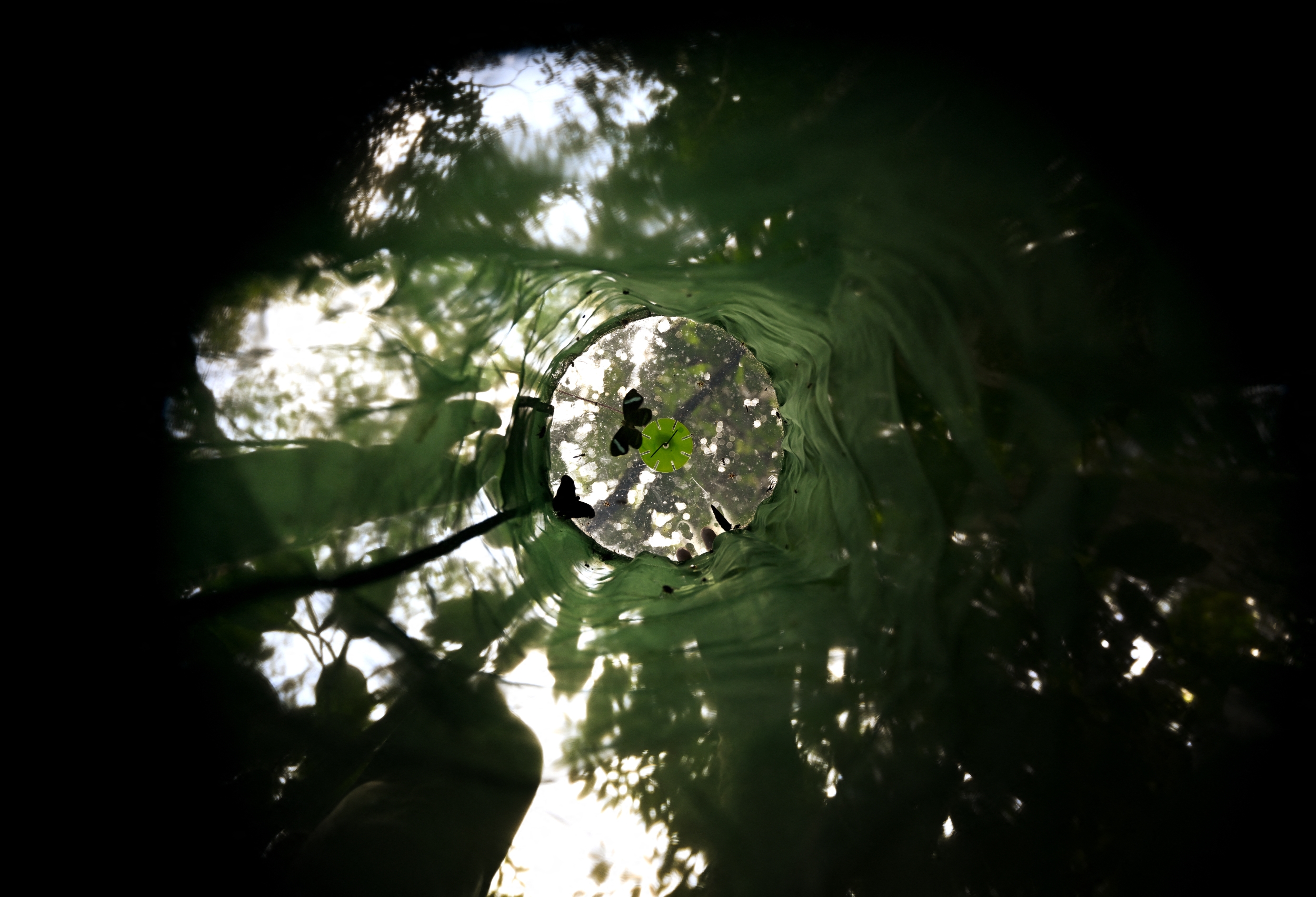 A Single Amazon Study Area May Hold More Than 40,000 Insect Species, Preliminary Counts Suggest