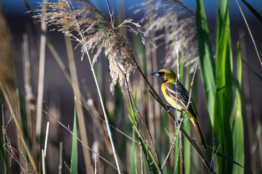 Bird Detections Fell 22 Percent Across 40 Protected Minnesota Prairies Over 16 Years