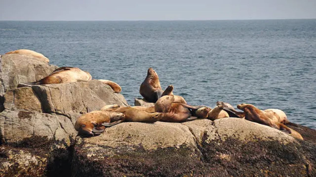 NOAA Seeks Comment on Seward Dock Permit Covering 298 Marine Mammal Harassment Events
