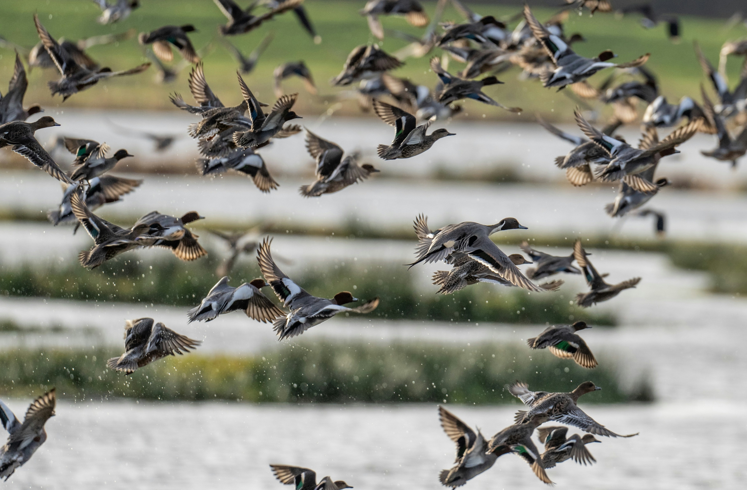 Federal Rule Ends Annual Duck Season Rulemaking and Moves Migratory Bird Limits into a Memorandum