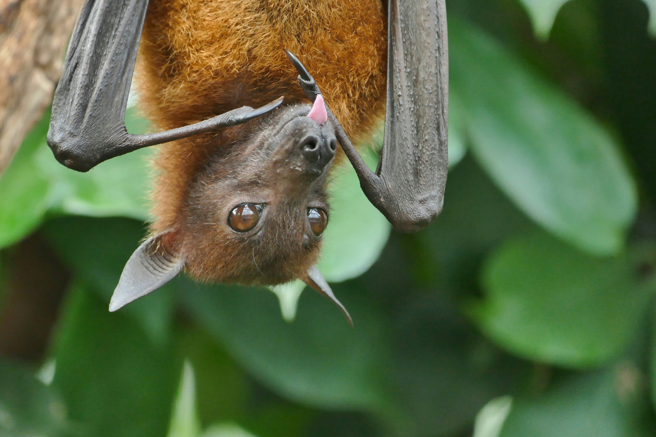 Bat Genomes Link Virus Defense and Long Life as White-Nose Syndrome Thins Myotis Colonies